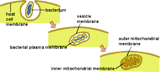Used with permission located at http://www.biology.iupui.edu/biocourses/N100/2k4endosymb.html